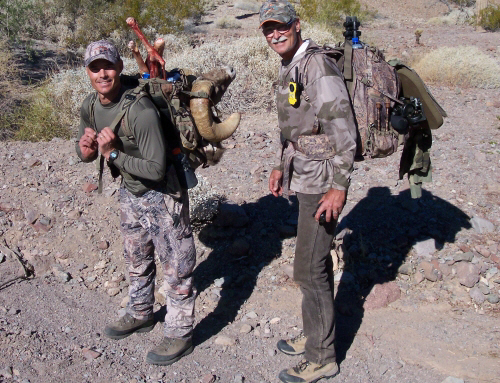 packing out bighorn sheep