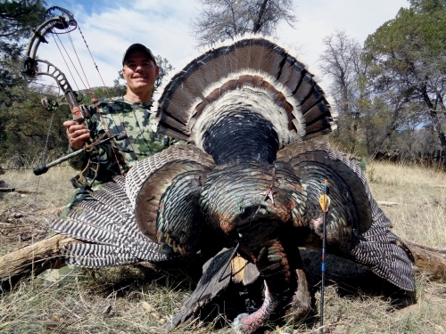 arizona goulds turkey hunt guide outfitter hunting archery bow
