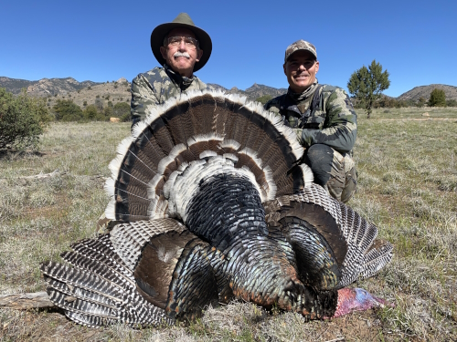 arizona goulds turkey gobbler hunting outfitters guides