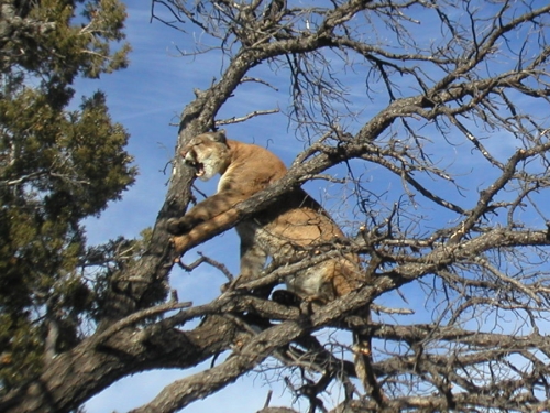 arizona mountain lion hunting