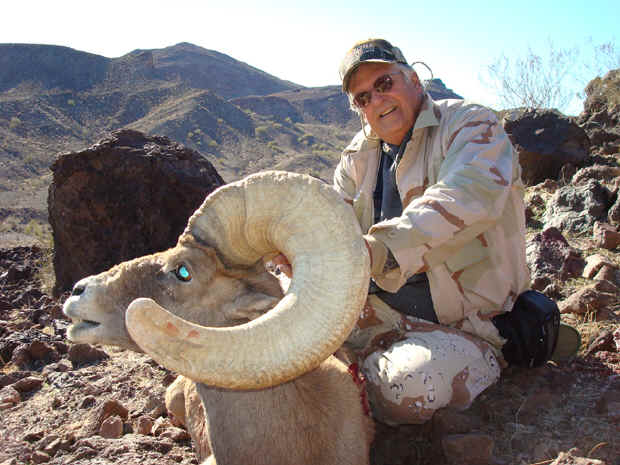 Desert bighorn sheep hunting in arizona