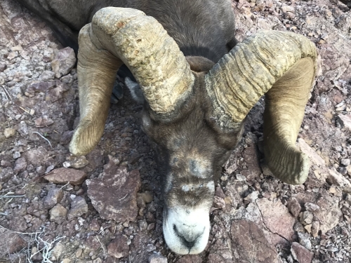 arizona desert bighorn sheep guides outfitters hunt