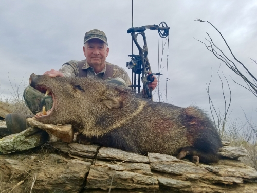 arizona archery javelina hunting guides outfitters bow hunt