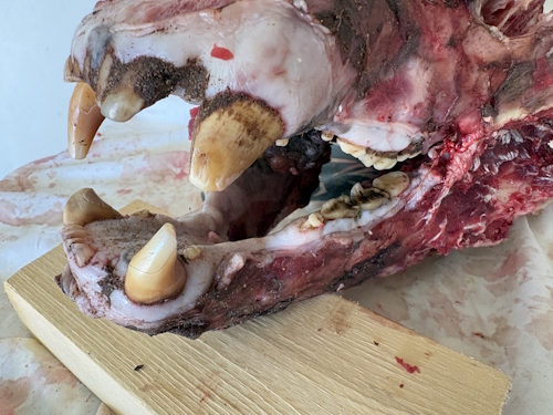 image of extremely old bear skull arizona
