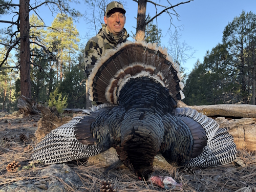 arizona merriams turkey hunting images photo