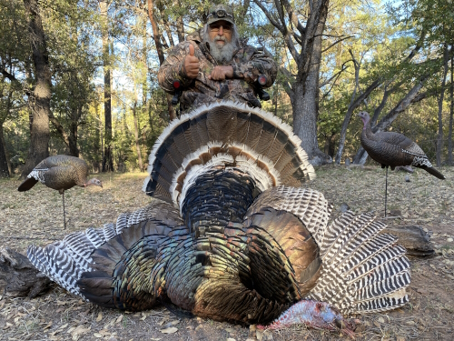 gould's turkey hunting in arizona image photo guides outfitters hunts
