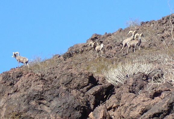 desert bighorn sheep bachelors