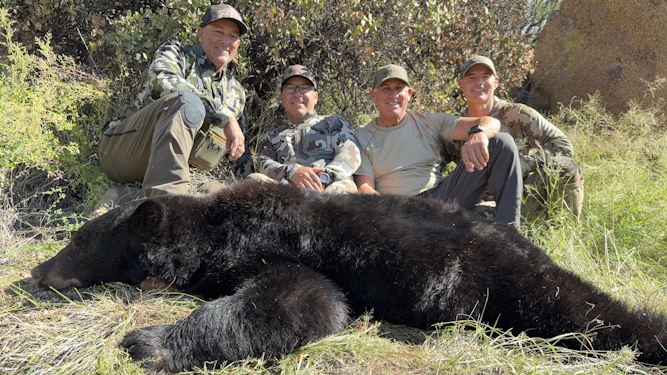 hunting for arizona black bear rifle outfitter guides images