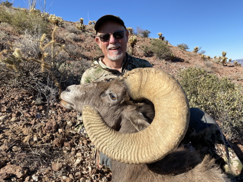 desert bighorn sheep in arizona images hunting guides outfitters
