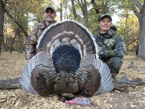 goulds turkey hunt in arizona guided outfitters hunting