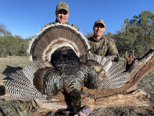 gould's turkey hunt image photo in arizona outfitters guides