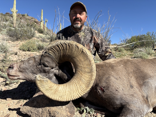 image photo of arizona desert bighorn sheep hunting guides