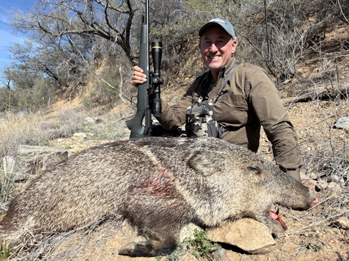 javelina images hunting arizona guides outfitters photos