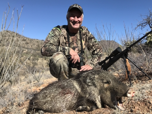 javelina javalina hunting in arizona guide outfitters