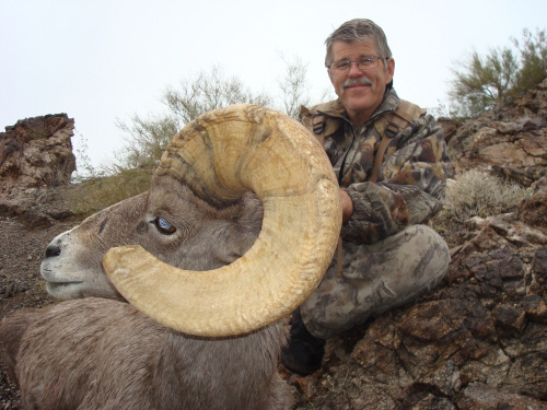 desert bighorn sheep hunt