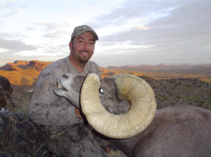 Nelson Desert Sheep 175 inches